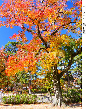 夙川公園、苦楽園口にある大きな三本ナンキンハゼの紅葉 夙川公園、苦楽園口にある大きな三本ナンキンハゼの紅葉 59973942