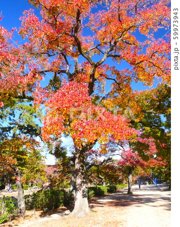 夙川公園、苦楽園口にある大きな三本ナンキンハゼの紅葉 59973943
