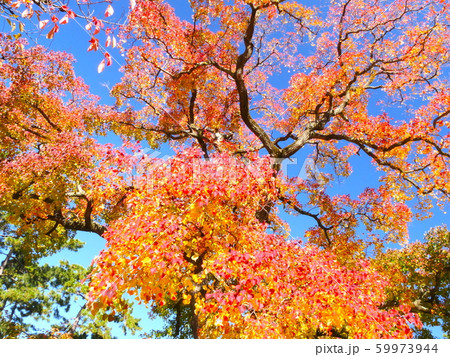 夙川公園、苦楽園口にある大きな三本ナンキンハゼの紅葉 59973944