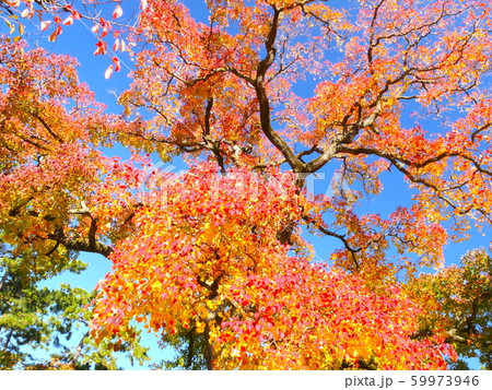 夙川公園、苦楽園口にある大きな三本ナンキンハゼの紅葉 夙川公園、苦楽園口にある大きな三本ナンキンハゼの紅葉 59973946