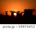 ふとっちょバオバブの夕日 59974452
