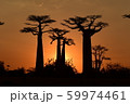 バオバブの夕景 59974461