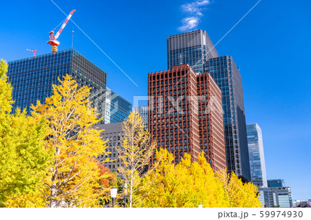 《東京都》秋の丸の内・色づくイチョウの行幸通り 《東京都》秋の丸の内・色づくイチョウの行幸通り 59974930