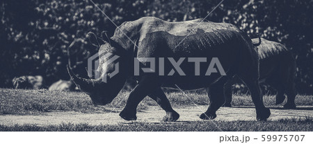 Black and White Photo of Rhinos 59975707