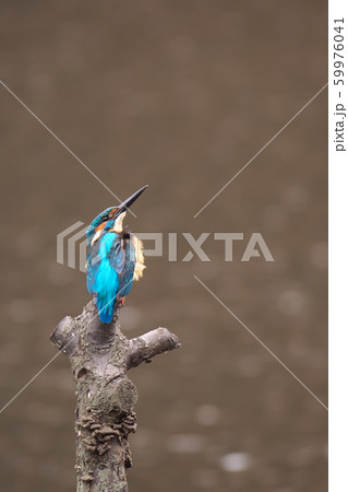 上空のカラスを警戒するカワセミの写真素材 [59976041] - PIXTA