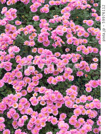 小菊 59976112