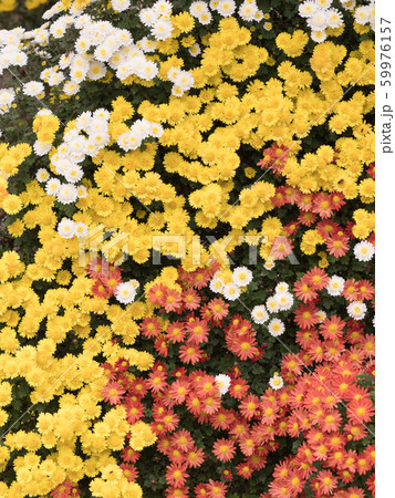 小菊の花 小菊の花 59976157