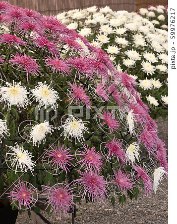 菊の花 千輪咲 菊の花 千輪咲 59976217