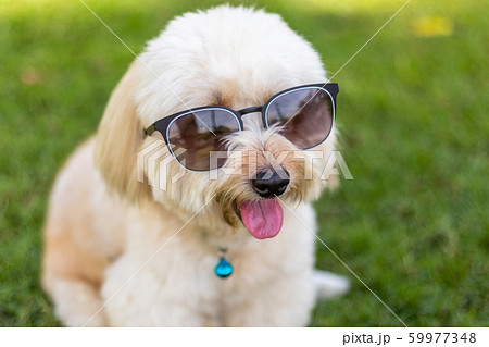 Brown fur poodle dog wearing sunglasses Brown fur poodle dog wearing sunglasses 59977348