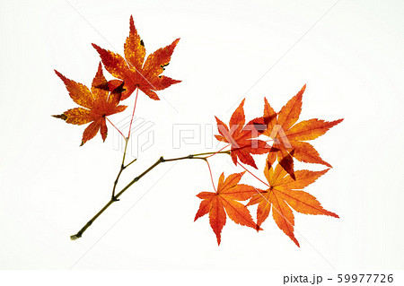 紅葉したモミジの葉の透過光撮影 紅葉したモミジの葉の透過光撮影 59977726