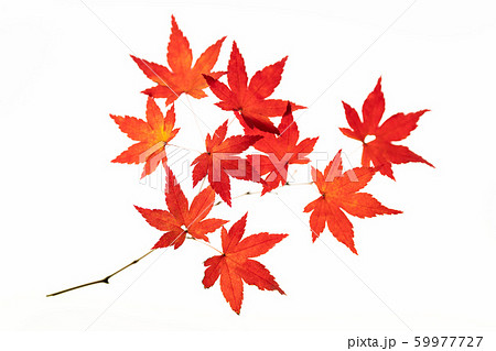 紅葉したモミジの葉の透過光撮影 59977727