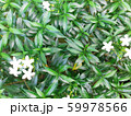Green Garden Plants for Background Wallpaper 59978566
