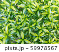 Green Garden Plants for Background Wallpaper 59978567