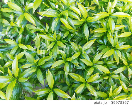 Green Garden Plants for Background Wallpaper Green Garden Plants for Background Wallpaper 59978567