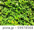 Green Garden Plants for Background Wallpaper 59978568