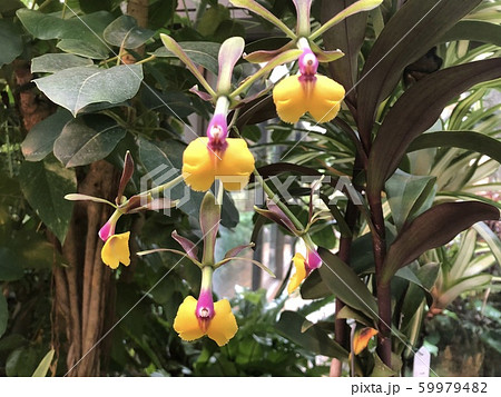 亜熱帯ドリームセンターの洋蘭 59979482