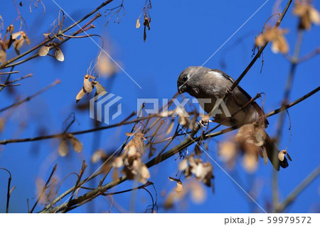 鳥綱 インディア 印度 59979572