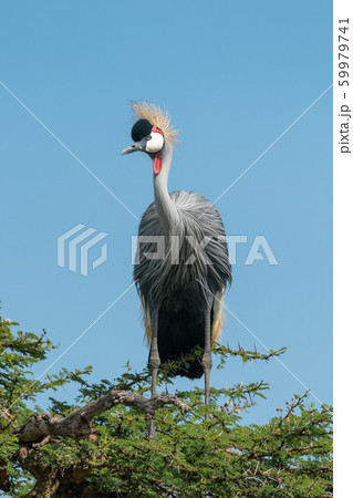 Grey crowned crane in thornbush turns head 59979741