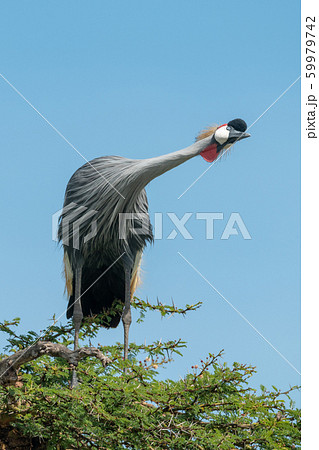 Grey crowned crane in thornbush stretching neck 59979742