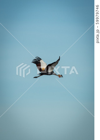 Grey crowned crane flying in blue sky 59979746