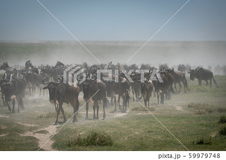Great migration of blue wildebeest in Serengeti 59979748