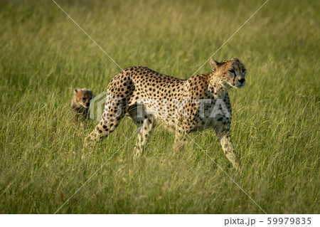 Female cheetah walks through grass with cub Female cheetah walks through grass with cub 59979835