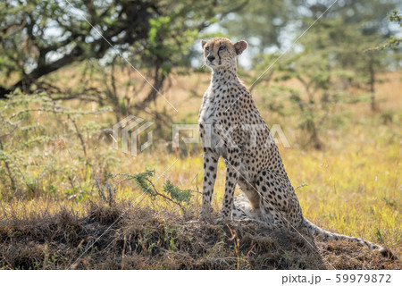 Female cheetah sits on mound staring ahead 59979872