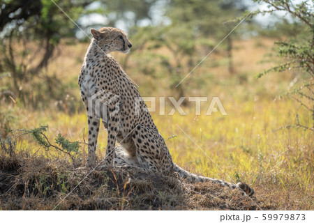 Female cheetah sits on mound looking back 59979873
