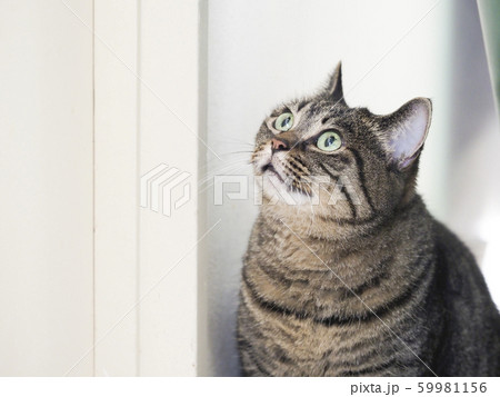 見上げる猫 59981156