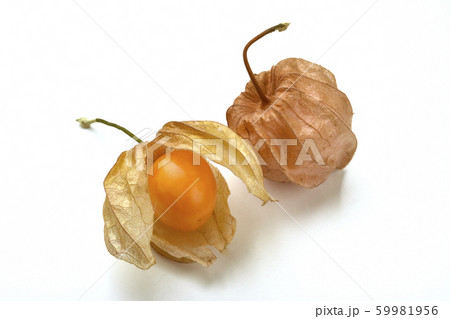 ゴールデンベリー ゴールデンベリー 59981956