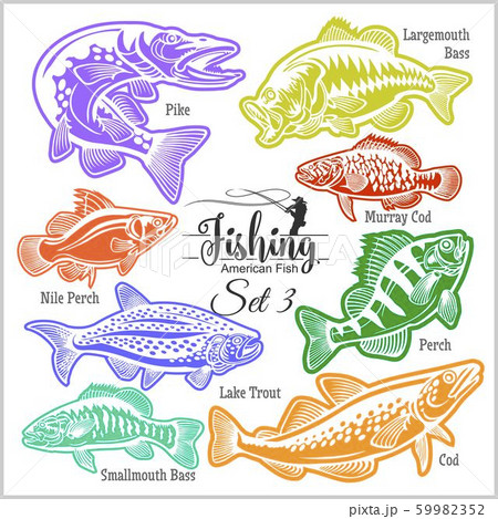 American Fish - vector set 3 for creative design, t-shirt, badge and logo. Isolated on white. 59982352