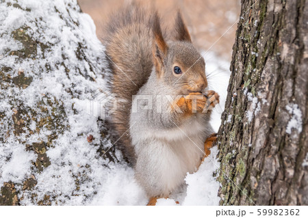 Squirrel in winter sits on a tree branch with snow 59982362