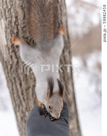 Squirrel eating nuts from Palm 59982458