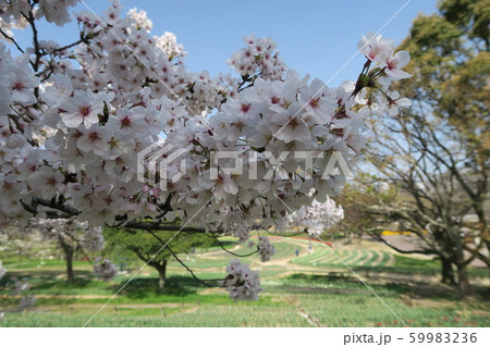 万博記念公園 59983236