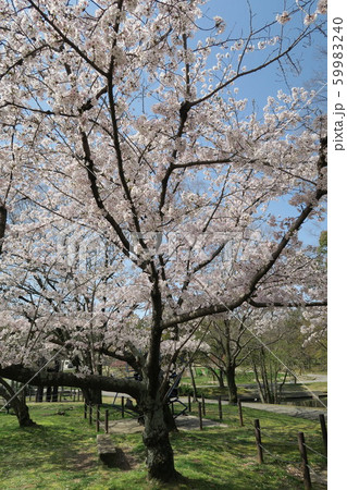 万博記念公園 59983240