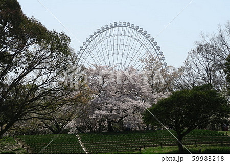 万博記念公園～チューリップの花園～ 59983248