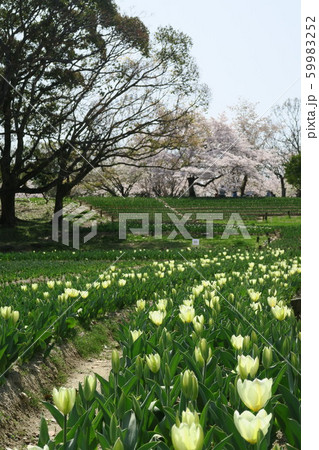 万博記念公園 チューリップの花園 の写真素材