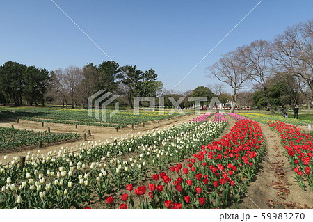 万博記念公園 チューリップの花園 の写真素材