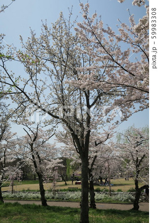 万博記念公園 59983308