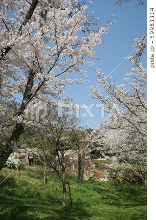 万博記念公園～春の泉～ 59983314