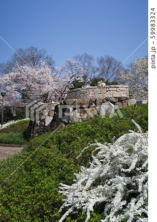 万博記念公園～春の泉～ 59983324