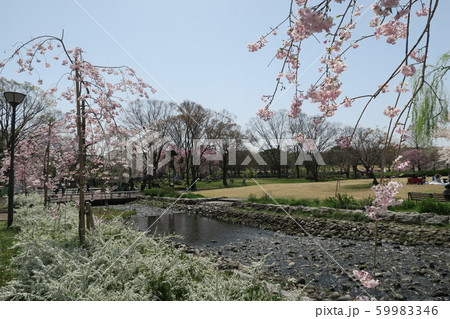 万博記念公園～桜の流れ～ 59983346