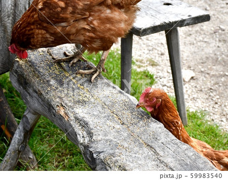 鶏 餌をついばむの写真素材