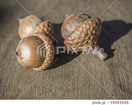 three close up acorn on oak wooden desk three close up acorn on oak wooden desk 59983688