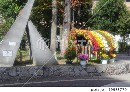 イベント:菊の花:盆栽菊:懸崖菊 イベント:菊の花:盆栽菊:懸崖菊 59983779