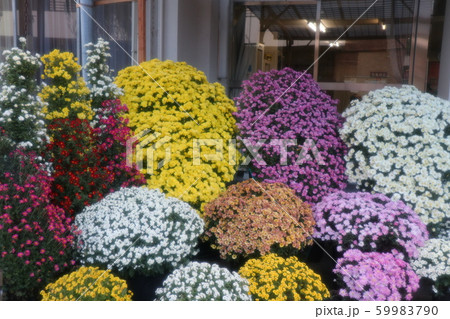 イベント：菊の花：盆栽菊：懸崖菊 59983790