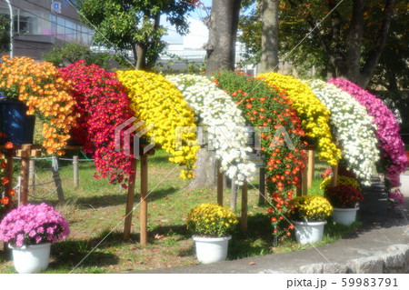 イベント：菊の花：盆栽菊：懸崖菊の写真素材 [59983791] - PIXTA