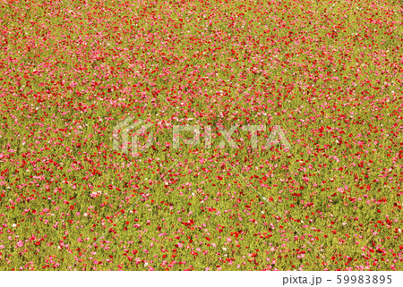 赤とピンクのポピーで埋まった「くりはま花の国」(4) 赤とピンクのポピーで埋まった「くりはま花の国」(4) 59983895