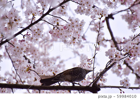 桜とヒヨドリ 59984010