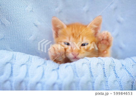 Baby cat. Ginger kitten sleeping under blanket 59984653